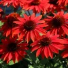 Echinacea Live Plant Plugs - Coneflower Starter Plants - Hardy Perennial Flowers for Outdoor Garden, USDA Zones 3-9 - Image 1
