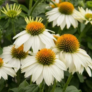 Echinacea Live Plant Plugs - Coneflower Starter Plants - Hardy Perennial Flowers for Outdoor Garden, USDA Zones 3-9 - Image 3