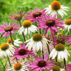 Echinacea Live Plant Plugs - Coneflower Starter Plants - Hardy Perennial Flowers for Outdoor Garden, USDA Zones 3-9 - Image 5