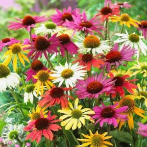 Echinacea Live Plant Plugs - Coneflower Starter Plants - Hardy Perennial Flowers for Outdoor Garden, USDA Zones 3-9 - Image 6