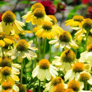 Echinacea Live Plant Plugs - Coneflower Starter Plants - Hardy Perennial Flowers for Outdoor Garden, USDA Zones 3-9 - Image 7