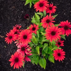Echinacea Live Plant Plugs - Coneflower Starter Plants - Hardy Perennial Flowers for Outdoor Garden, USDA Zones 3-9 - Image 9