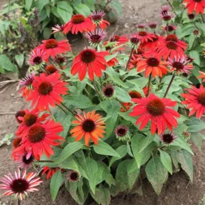 Echinacea Panama Red Coneflower Live Plant, Set of 2 Starter Plants, 3-6 Inch Tall, Outdoor Perennial - Image 1