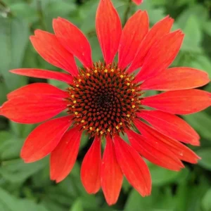 Echinacea Panama Red Coneflower Live Plant, Set of 2 Starter Plants, 3-6 Inch Tall, Outdoor Perennial - Image 4