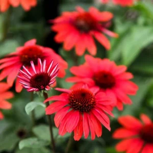 Echinacea Panama Red Coneflower Live Plant, Set of 2 Starter Plants, 3-6 Inch Tall, Outdoor Perennial - Image 5