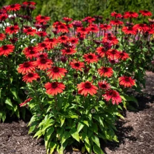 Echinacea Panama Red Live Plant - 3-6 Inch Tall Plug Coneflower Perennial for Garden - Image 2