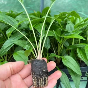 Echinacea Panama Red Live Plant - 3-6 Inch Tall Plug Coneflower Perennial for Garden - Image 6