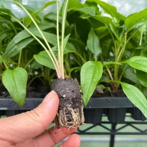 Echinacea Panama Red Live Plant - 3-6 Inch Tall Plug Coneflower Perennial for Garden - Image 7