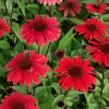 Echinacea Panama Red Live Plant - 3-6 Inch Tall Plug Coneflower Perennial for Garden - Image 1