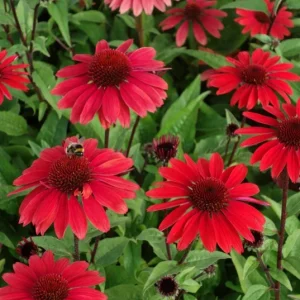 Echinacea Panama Red Live Plant - 3-6 Inch Tall Plug Coneflower Perennial for Garden - Image 1