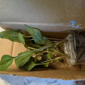 Echinacea Panama Red Live Plant - 3-6 Inch Tall Plug Coneflower Perennial for Garden - Image 8