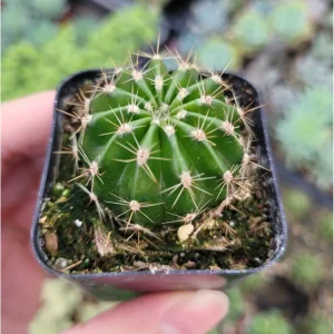 Echinobivia 'Rainbow Bursts' Cactus Live Plant - 2 Inch Pot, Indoor/Outdoor - Image 2