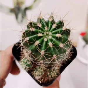 Echinobivia 'Rainbow Bursts' Cactus Live Plant - 2 Inch Pot, Indoor/Outdoor - Image 3