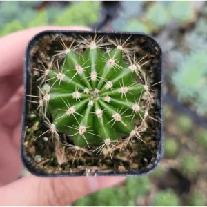 Echinobivia 'Rainbow Bursts' Cactus Live Plant - 2 Inch Pot, Indoor/Outdoor - Image 4