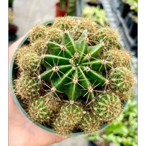 Echinobivia 'Rainbow Bursts' Cactus Live Plant - 2 Inch Pot, Indoor/Outdoor - Image 5