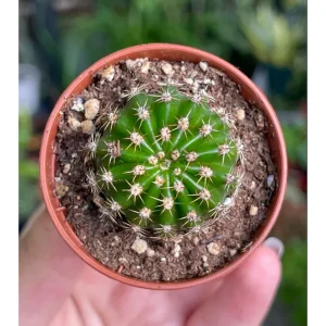 Echinobivia 'Rainbow Bursts' Cactus Live Plant - 2 Inch Pot, Indoor/Outdoor - Image 6