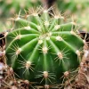 Echinobivia 'Rainbow Bursts' Cactus Live Plant - 2 Inch Pot, Indoor/Outdoor - Image 1