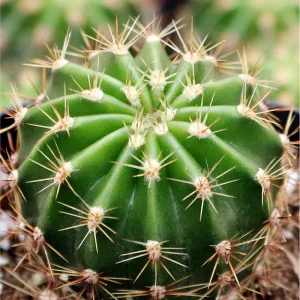 Echinobivia 'Rainbow Bursts' Cactus Live Plant - 2 Inch Pot, Indoor/Outdoor - Image 1