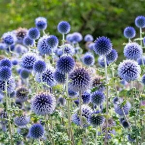 Echinops Blue Glow Live Plant - 3-6 Inch Starter Plug - Globe Thistle Perennial for Outdoor Garden - Image 3