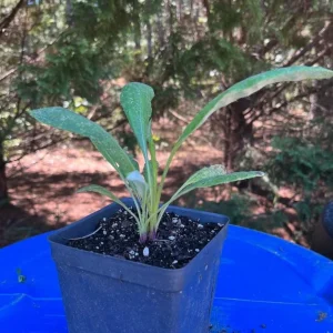 Echinops Blue Glow Live Plant - 3-6 Inch Starter Plug - Globe Thistle Perennial for Outdoor Garden - Image 6