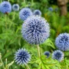 Echinops Blue Glow Live Plant - 3-6 Inch Starter Plug - Globe Thistle Perennial for Outdoor Garden - Image 1