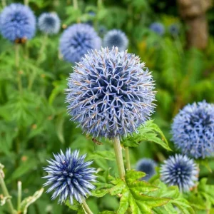 Echinops Blue Glow Live Plant - 3-6 Inch Starter Plug - Globe Thistle Perennial for Outdoor Garden - Image 1
