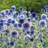Echinops Blue Glow Live Plant – Globe Thistle Perennial – Set of 2 Starter Plants – 3-6 Inch Tall – Outdoor - Image 1