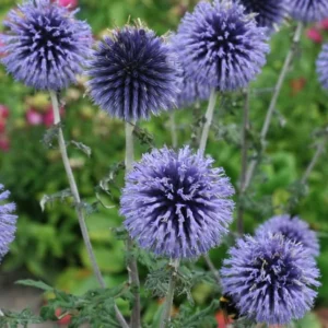 Echinops Blue Glow Live Plant – Globe Thistle Perennial – Set of 2 Starter Plants – 3-6 Inch Tall – Outdoor - Image 2