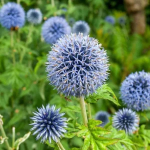 Echinops Blue Glow Live Plant – Globe Thistle Perennial – Set of 2 Starter Plants – 3-6 Inch Tall – Outdoor - Image 3
