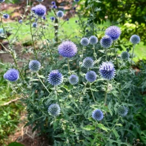 Echinops Blue Glow Live Plant – Globe Thistle Perennial – Set of 2 Starter Plants – 3-6 Inch Tall – Outdoor - Image 4