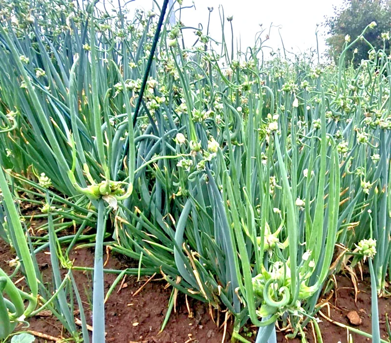 Egyptian Walking Onion Sets - Multiplier Tree Onion Perennial Bulbs - Image 2