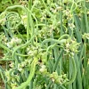 Egyptian Walking Onion Sets - Multiplier Tree Onion Perennial Bulbs - Image 1