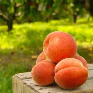 Elberta Peach Tree Live Plant – Sweet Grafted Starter – 6 to 12 Inch Tall - Image 2