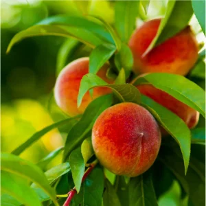 Elberta Peach Tree Live Plant – Sweet Grafted Starter – 6 to 12 Inch Tall - Image 3