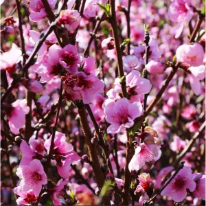 Elberta Peach Tree Live Plant – Sweet Grafted Starter – 6 to 12 Inch Tall - Image 4