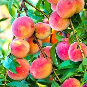 Elberta Peach Tree Live Plant – Sweet Grafted Starter – 6 to 12 Inch Tall - Image 1