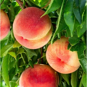 Elberta Peach Tree Live Plant – Sweet Grafted Starter – 6 to 12 Inch Tall - Image 6