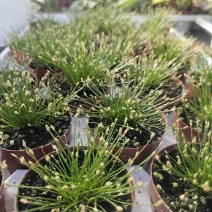 Eleocharis Radicans Live Aquatic Plant - Bonsai Grass 2in Pot - Image 2