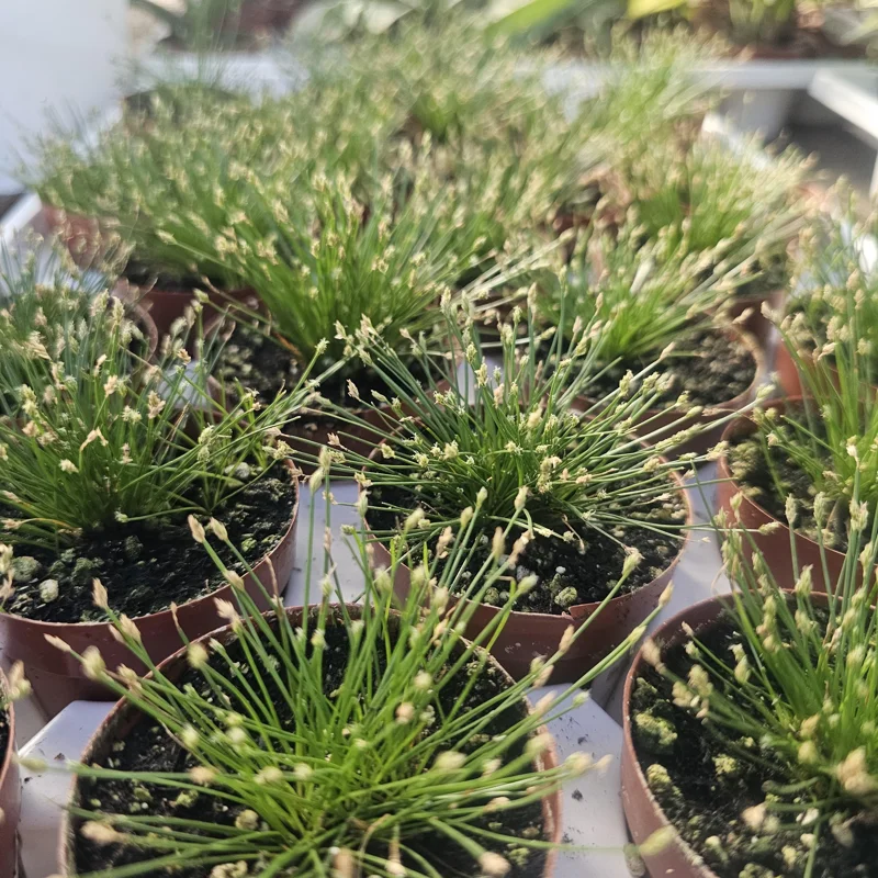 Eleocharis Radicans Live Aquatic Plant - Bonsai Grass 2in Pot - Image 2