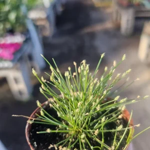 Eleocharis Radicans Live Aquatic Plant - Bonsai Grass 2in Pot - Image 3