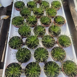 Eleocharis Radicans Live Aquatic Plant - Bonsai Grass 2in Pot - Image 4