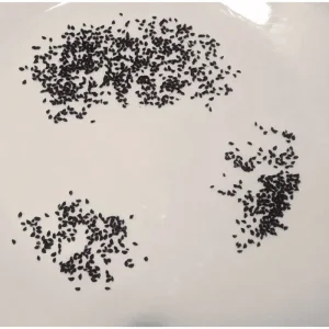 Elephant Garlic Bulbils for Planting - Allium ampeloprasum - 100 Count - Image 2