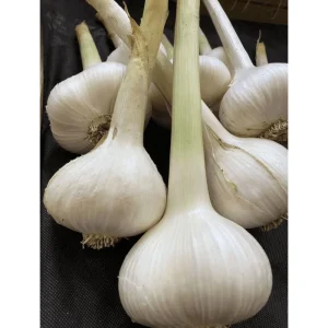 Elephant Garlic Bulbils for Planting - Allium ampeloprasum - 100 Count - Image 3