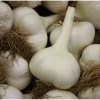 Elephant Garlic Bulbils for Planting - Allium ampeloprasum - 100 Count - Image 1