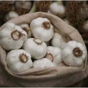 Elephant Garlic Bulbils for Planting - Allium ampeloprasum - 100 Count - Image 4