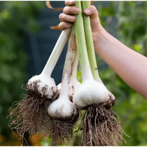 Elephant Garlic Bulbils for Planting - Allium ampeloprasum - 100 Count - Image 5