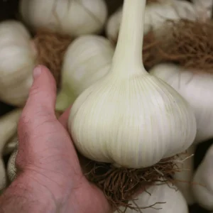 Elephant Garlic Bulbils for Planting - Allium ampeloprasum - 100 Count - Image 6