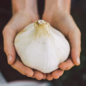 Elephant Garlic Bulbs & Seeds - Fresh Harvest, Healthy, USA Grown - Image 3