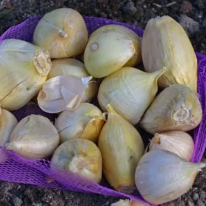 Elephant Garlic Bulbs & Seeds - Fresh Harvest, Healthy, USA Grown - Image 4