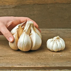 Elephant Garlic Bulbs & Seeds - Fresh Harvest, Healthy, USA Grown - Image 5
